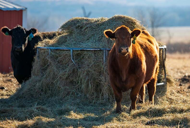 CC Cattle around Hay Feeder